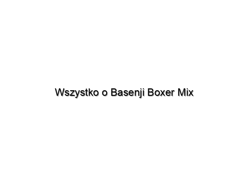 Wszystko o Basenji Boxer Mix