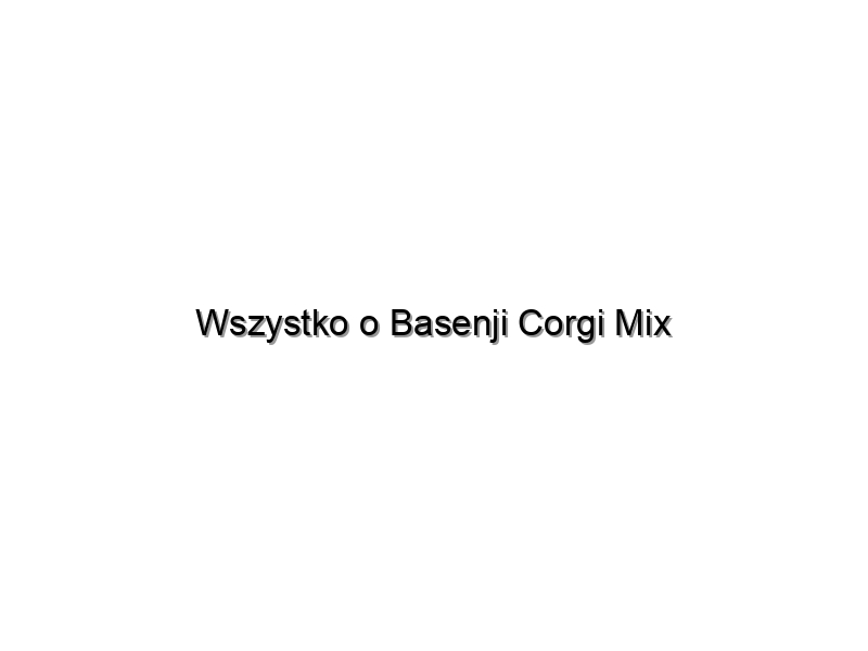 Wszystko o Basenji Corgi Mix