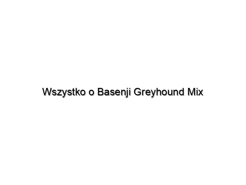 Wszystko o Basenji Greyhound Mix