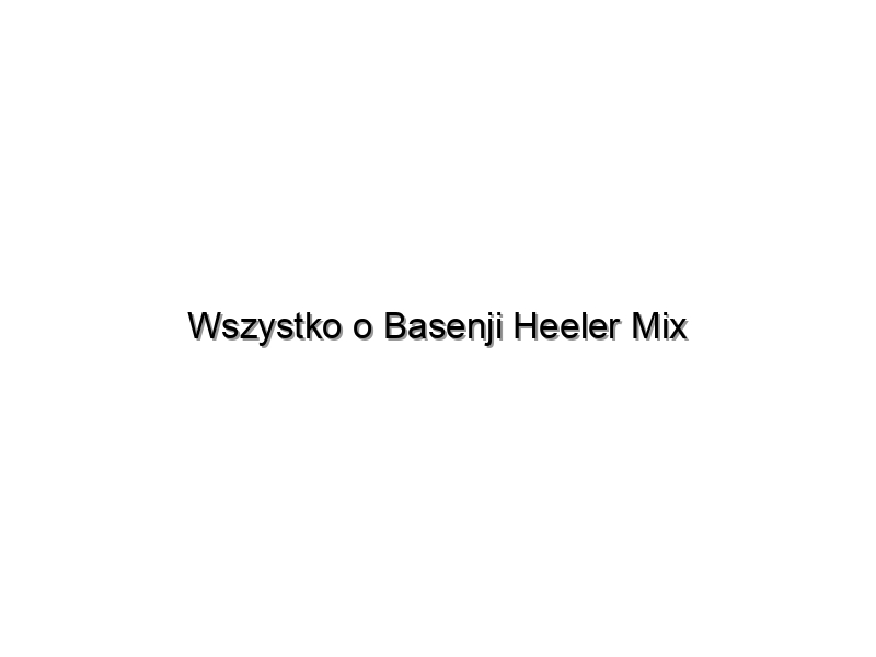 Wszystko o Basenji Heeler Mix