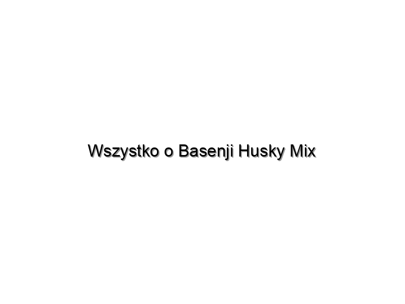 Wszystko o Basenji Husky Mix