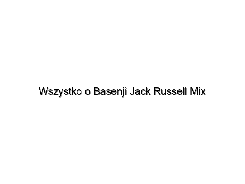 Wszystko o Basenji Jack Russell Mix