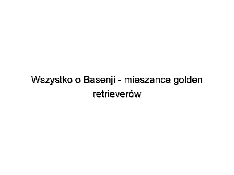 Wszystko o Basenji – mieszance golden retrieverów