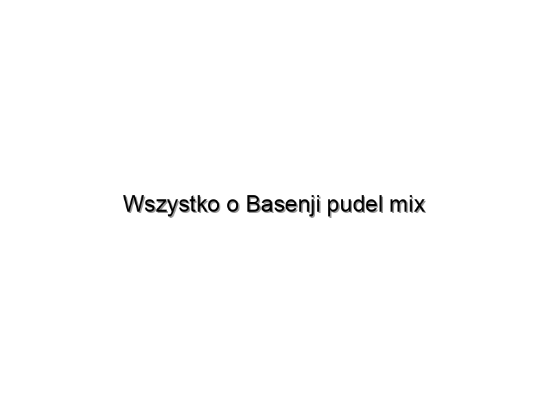 Wszystko o Basenji pudel mix
