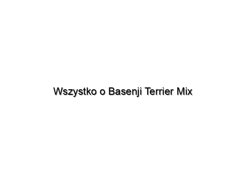 Wszystko o Basenji Terrier Mix