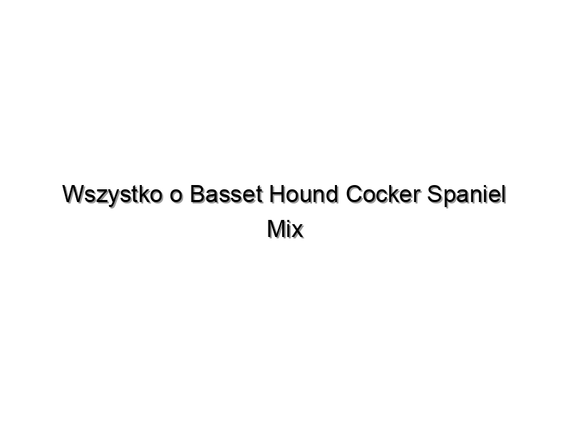 Wszystko o Basset Hound Cocker Spaniel Mix