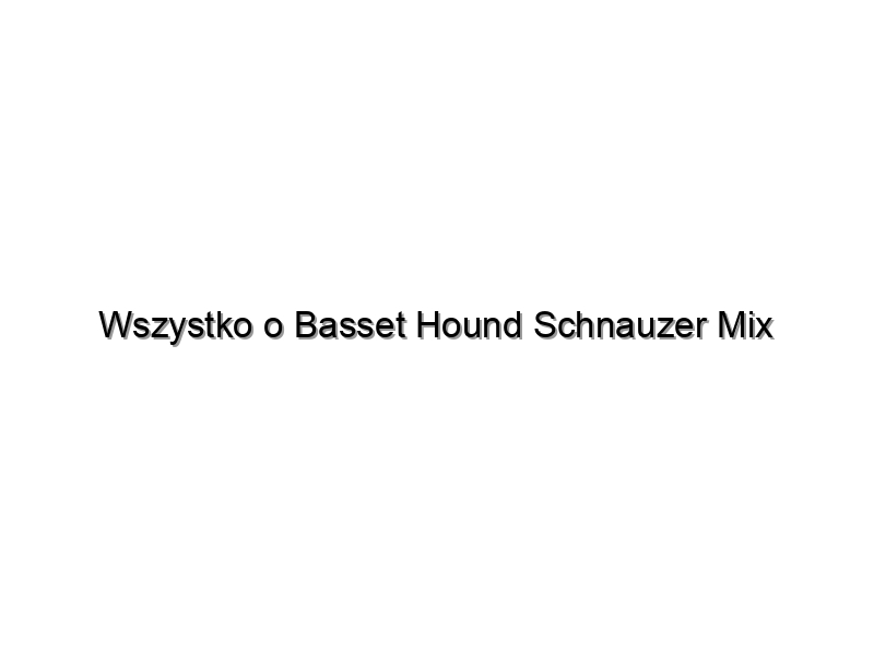 Wszystko o Basset Hound Schnauzer Mix