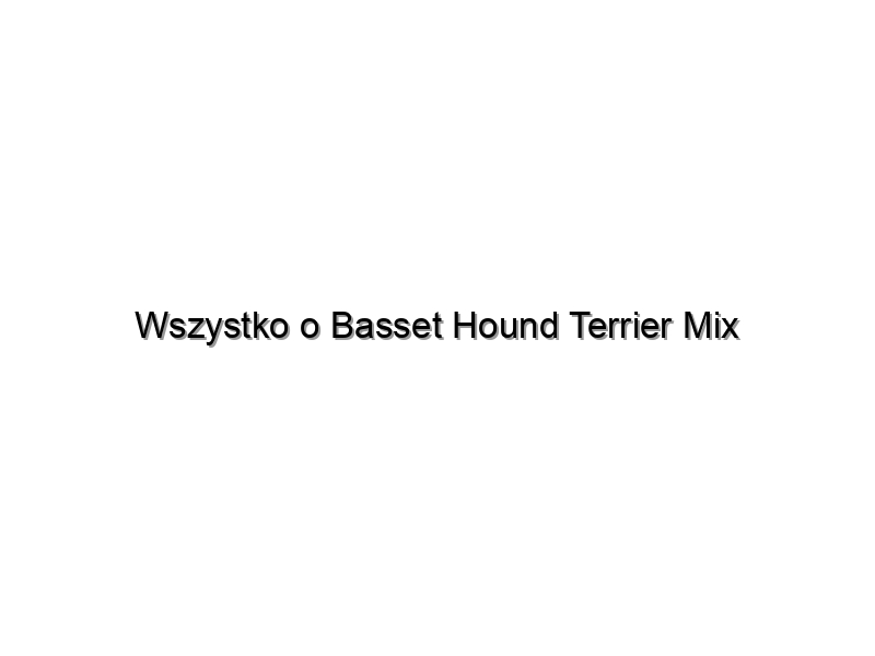 Wszystko o Basset Hound Terrier Mix