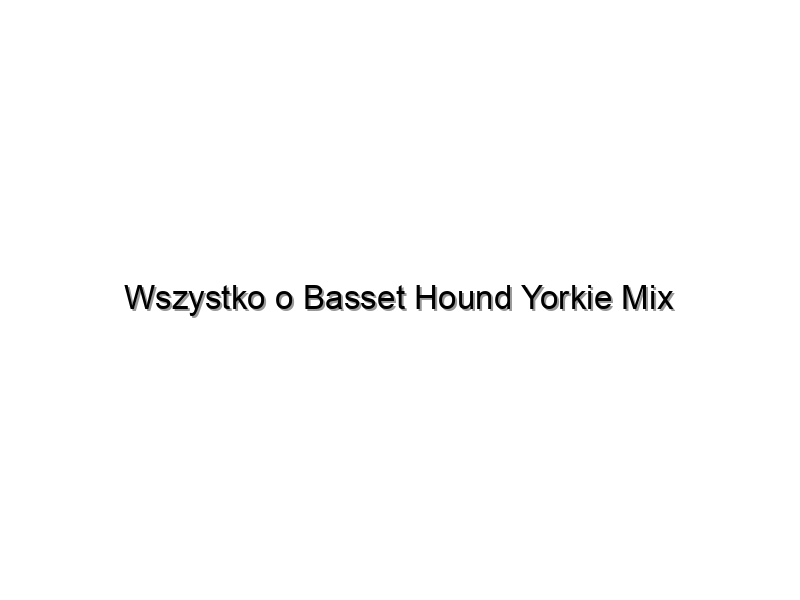 Wszystko o Basset Hound Yorkie Mix