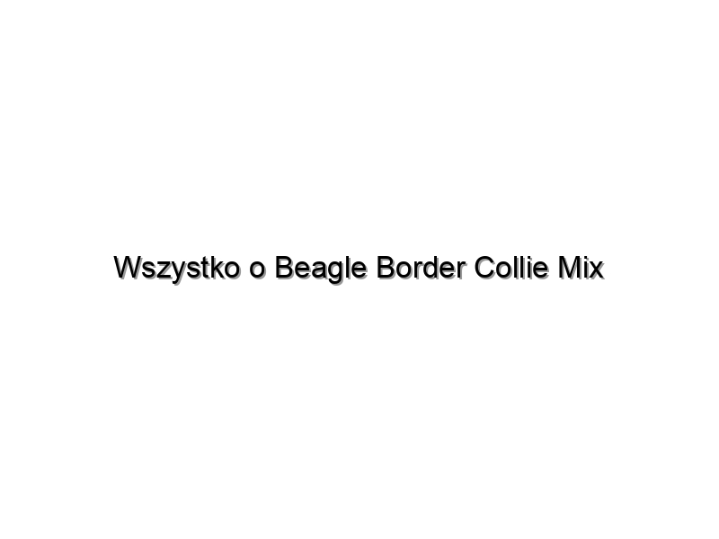 Wszystko o Beagle Border Collie Mix