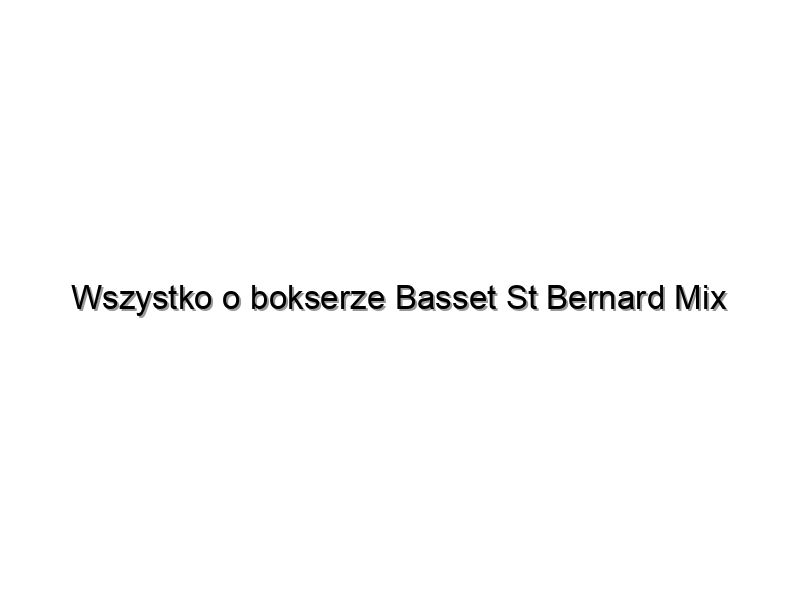 Wszystko o bokserze Basset St Bernard Mix