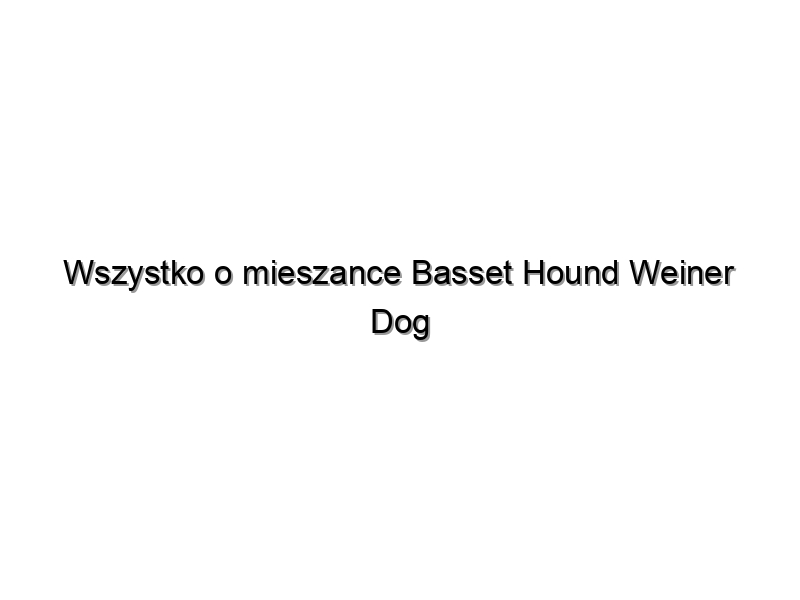Wszystko o mieszance Basset Hound Weiner Dog