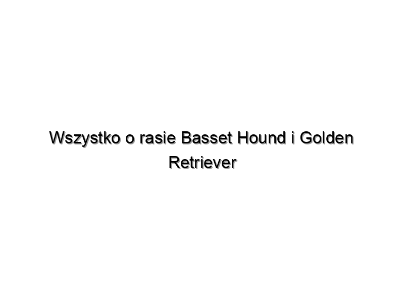 Wszystko o rasie Basset Hound i Golden Retriever mix