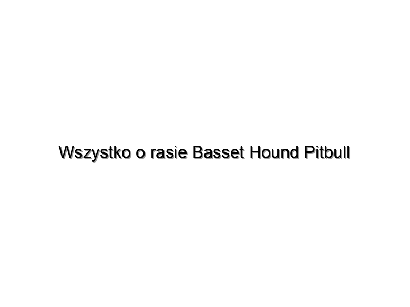 Wszystko o rasie Basset Hound Pitbull