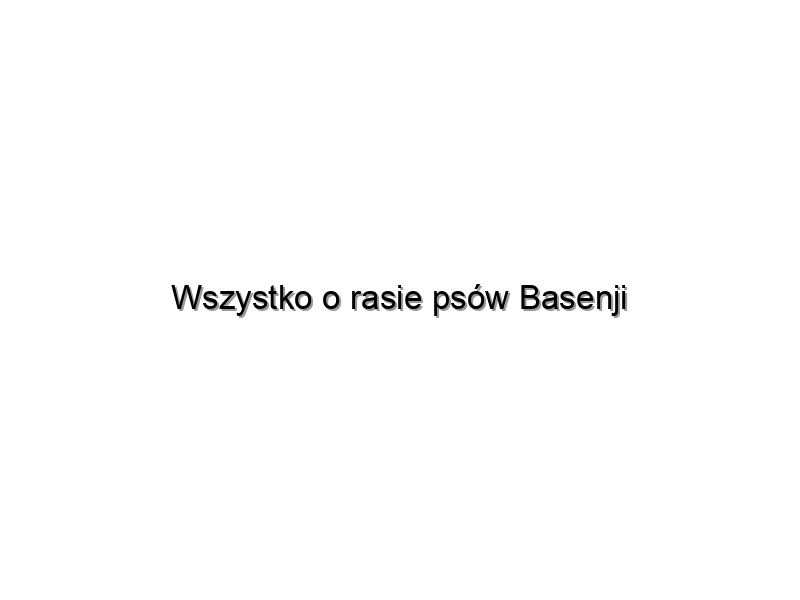 Wszystko o rasie psów Basenji