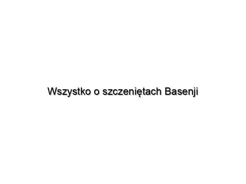 Wszystko o szczeniętach Basenji