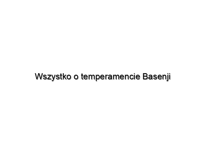 Wszystko o temperamencie Basenji