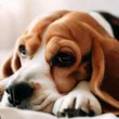 Czy beagle często chorują?