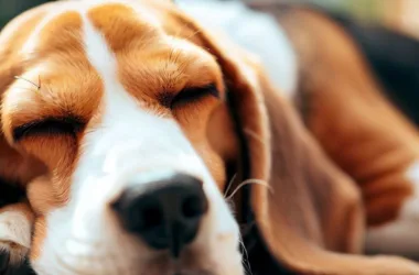 Czy beagle może spać na dworze?