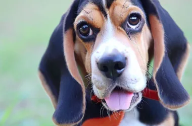 Czy beagle są dobre dla dzieci?