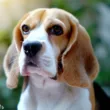 Czy beagle to mądre psy?