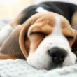 Ile godzin dziennie śpi szczeniak beagle?