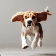 Ile może przebiec beagle?